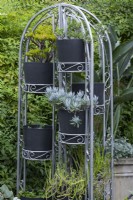 Freestanding arched galvanised iron pot stand with a display of succulents in black plastic pots.
