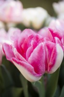 Tulipa Foxtrot 