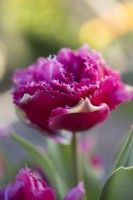 Tulipa Mascotte