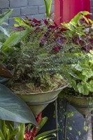 Display of pots on metal stands featuring a Button Fern and a Heuchera.