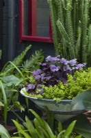 Round pot on metal stand planted with purple leaved Heuchera and Creeping Jenny.