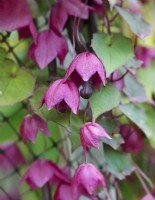Rhodochiton atrosanguineus - Purple bell vine - July
