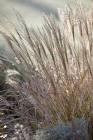 Miscanthus sinensis 'Little Kitten', Chinese Silver Grass, February 