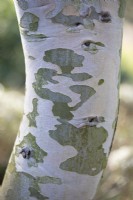 Eucalyptus pauciflora subsp. niphophila, February 