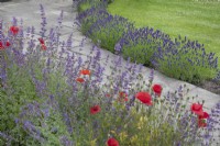 Papaver rhoeas, nepeta and lavender bordering path, June
