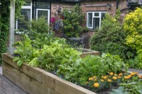 Raised vegetable beds at North Cottage, Whittington - open for Charity, June
