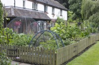 Vegetable garden protected by picket fence and net covers at North Cottage, Whittington, open for Charity, June