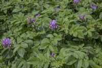 Solanum tuberosum - Potato 'Blue Danube' at Waterperry Gardens
