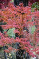 Acer in autumn colour.