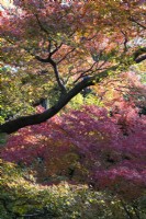 Acers in autumn colour.