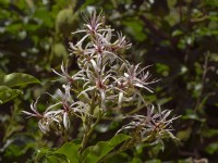 Calodendrum capense - Cape Chestnut, Wild Chestnut, Cape, South Africa