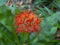Scadoxus multiflorus subsp. Katherine Blood Lily    Cape, South Africa  January