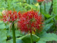 Scadoxus multiflorus subsp. Katherine Blood Lily    The Cape, South Africa  January