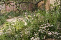 Drifts of planting including ground cover from Rosa nozomi in Sarah Price's 2023 garden for RHS Chelsea, Nurture landscapes