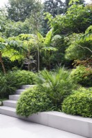 Modern tropical garden with Chamaerops, Pittosporum and Tetrapanax Rex