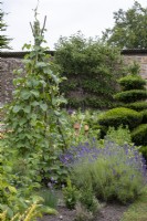 Wigwam of runner beans, lavender and chives in vegetable patch in garden