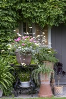 Rosemary, Aeonium, Geranium and Rhodohypoxis container planting outside back door of a cottage