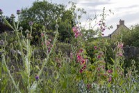 Hollyhock, Teasels and Onopordum acanthium mix together in wild naturalistic garden border