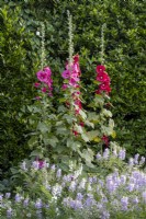 Hollyhocks tower above a drift of Galega officinalis, or Goats Rue
