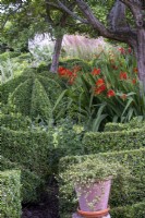 Box topiary spirals with Croccosmia 'Lucifer'