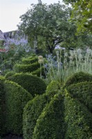 Box topiary spirals with Veronicastrum virginicum 'Lavendelturm', Borage and Alliums in summer garden