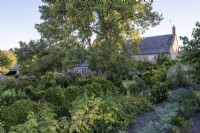 Fruit bushes and artichokes in vegetable patch, with box topiary behind, in large summer farmhouse garden