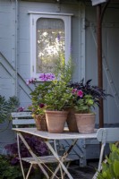 Collection of summer pots filled with pelargoniums and other tender plants on an elegant table with chairs outside a summerhouse