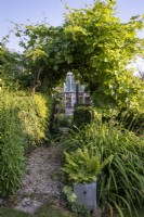 Vine arch, over gravel path leading to greenhouse in green themed border