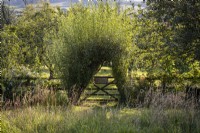 Willow archway with gate through to Orchard beyond, in wild flower meadow with Yorkshire-fog, Holcus lanatus
