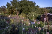 Raised bed vegetable garden with tall Hazel wigwams. leeks flowering in foreground