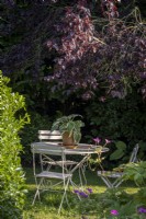 Garden table and chairs on lawn beneath mature trees