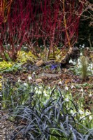 A winter display of snowdrops, cornus and Ophiopogon planiscapus 'Nigrescens' at The Picton Garden.
