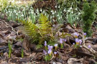 A winter display of crocus, snowdrops and fern at The Picton Garden.