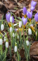 A winter planting of snowdrops and Crocus sieberi 'Firefly' at The Picton Garden.