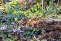 Cyclamen coum and Eranthis hyemalis growing around a log at The Picton Garden.