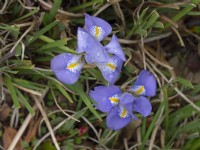 Iris Unguicularis Speciosa  January Norfolk
