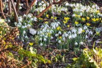A winter display of snowdrops and winter aconites at The Picton Garden.