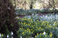 Naturalised Eranthis hyemalis at the foot of a tree with snowdrops in the background at Colesbourne Park.