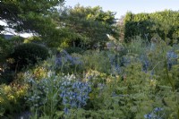 Eryngium 'Miss Willmott's Ghost', Teasel and Ligusticum lucidum mix together together in wild and naturalistic garden border