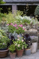 Geraniums and Aeoniums in summer container collection