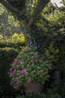 Large potted Lacecap Hydrangea beneath shady trees