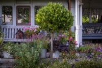 A line of vintage metal pots filled with a mix of annuals such as lobelia and perennials such as pelargoniums and Heuchera. Bay tree clipped in to 'Lollipop' shape in summer border outside a converted railway carriage summerhouse
