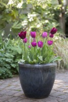 Tulip Atilla in pot