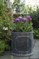 Tulipa Blue Diamond in pot