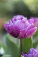 Tulipa Blue Diamond
