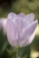 Tulipa Candy Prince