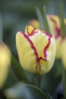 Tulipa Cape Town