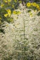 Artemisia lactiflora AGM - White mugwort