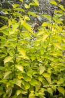 Cornus alba f. aurea sibirica AGM - Golden Tartarean dogwood
