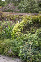 Border in the Mosaic garden with Kirengeshoma palmata, Cotoneaster horizontalis, Persicaria orientalis and teasel